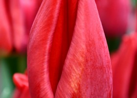 Tulipa Loveflight ® (4)